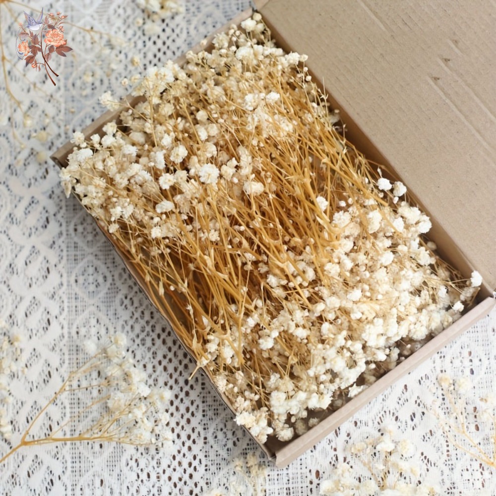 100 mini-fleurs séchées de gyp - Embellish Craft avis et prix